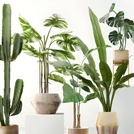 Exotic plant collection